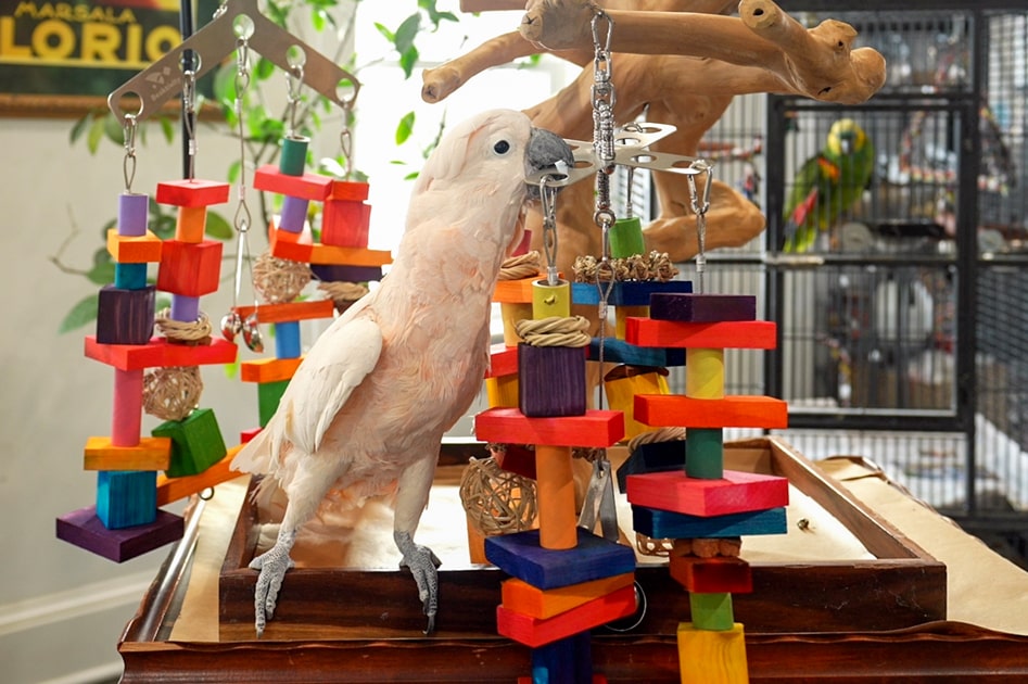Bird Toys - Shop Quality Toys at Beaktivity
